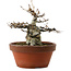 Fagus crenata, 16 cm, ± 30 years old, with a nebari of 7 cm