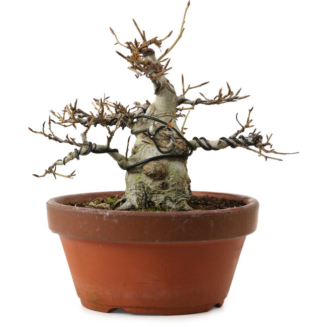 Fagus crenata, 16 cm, ± 30 years old, with a nebari of 7 cm