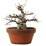 Fagus crenata, 16 cm, ± 30 years old, with a nebari of 7 cm