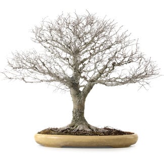 Zelkova serrata, 48 cm, ± 35 ans
