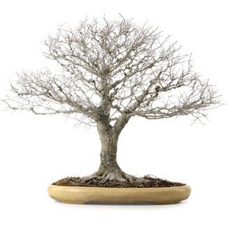 Zelkova serrata, 48 cm, ± 35 years old