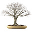 Zelkova serrata, 48 cm, ± 35 ans, avec un nebari de 27 cm