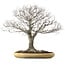 Zelkova serrata, 48 cm, ± 35 years old, with a nebari of 27 cm