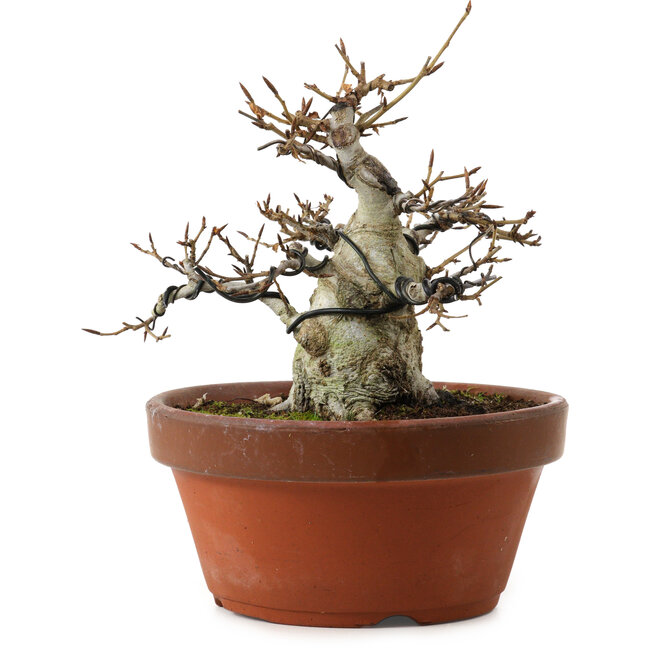 Fagus crenata, 16 cm, ± 30 ans, avec un nebari de 7 cm