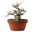 Fagus crenata, 16 cm, ± 30 años, con un nebari de 7 cm