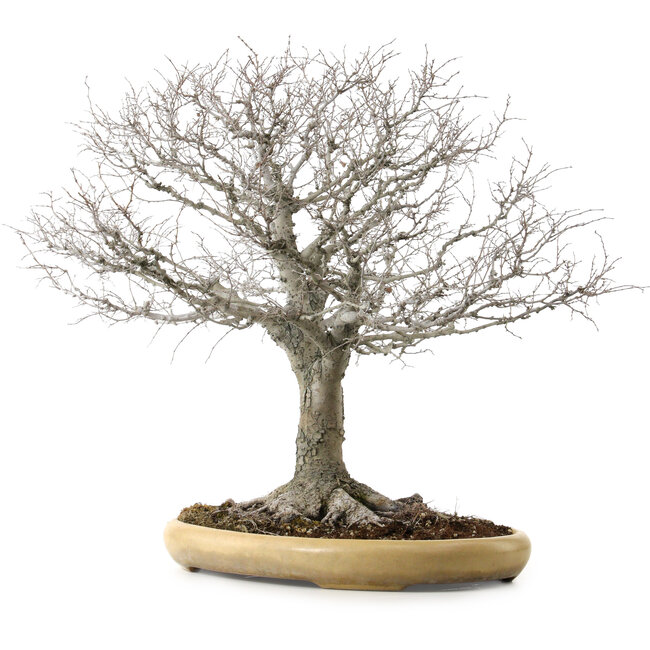 Zelkova serrata, 48 cm, ± 35 years old, with a nebari of 27 cm