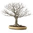 Zelkova serrata, 48 cm, ± 35 anni, con nebari di 27 cm