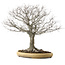 Zelkova serrata, 48 cm, ± 35 años, con un nebari de 27 cm