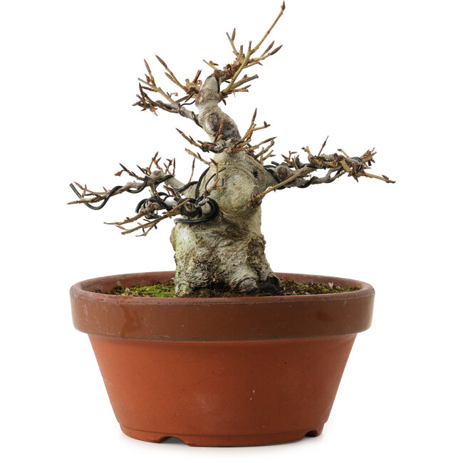 Fagus crenata, 16 cm, ± 30 years old, with a nebari of 7 cm