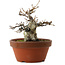 Fagus crenata, 16 cm, ± 30 años, con un nebari de 7 cm