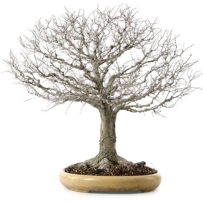 Zelkova serrata, 48 cm, ± 35 years old, with a nebari of 27 cm