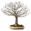 Zelkova serrata, 48 cm, ± 35 años, con un nebari de 27 cm