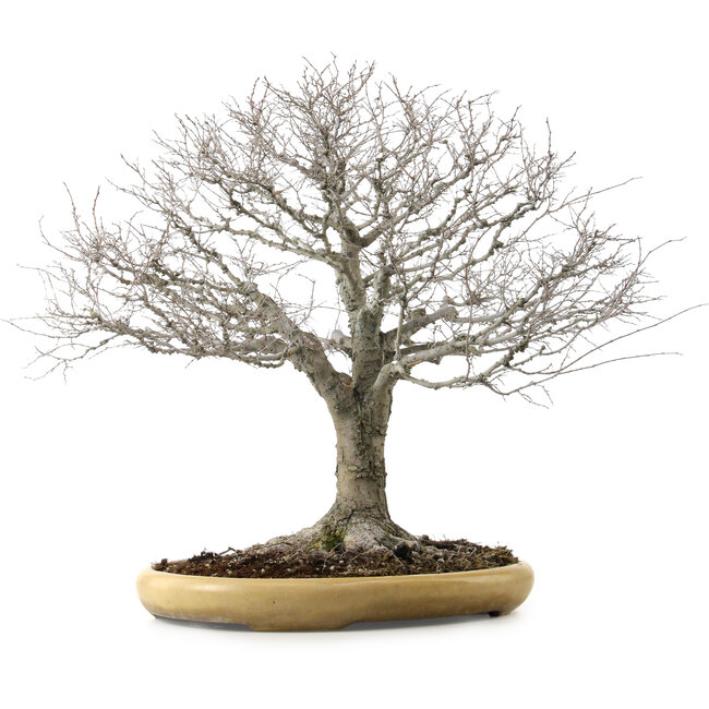 Zelkova serrata, 48 cm, ± 35 ans, avec un nebari de 27 cm