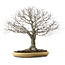 Zelkova serrata, 48 cm, ± 35 anni, con nebari di 27 cm