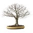 Zelkova serrata, 48 cm, ± 35 years old, with a nebari of 27 cm
