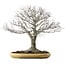 Zelkova serrata, 48 cm, ± 35 años, con un nebari de 27 cm