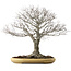 Zelkova serrata, 48 cm, ± 35 years old, with a nebari of 27 cm