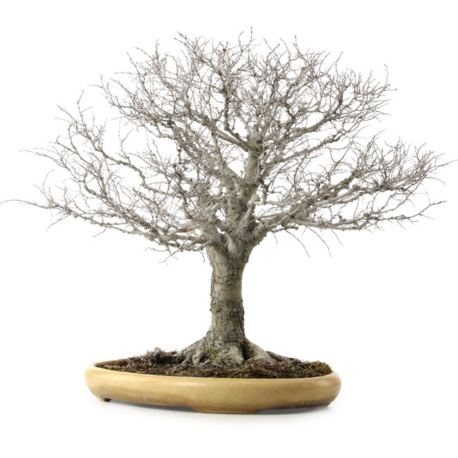 Zelkova serrata, 48 cm, ± 35 años, con un nebari de 27 cm
