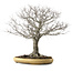 Zelkova serrata, 48 cm, ± 35 anni, con nebari di 27 cm
