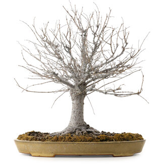 Zelkova serrata, 36 cm, ± 25 años