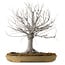 Zelkova serrata, 36 cm, ± 25 years old, with a nebari of 18 cm