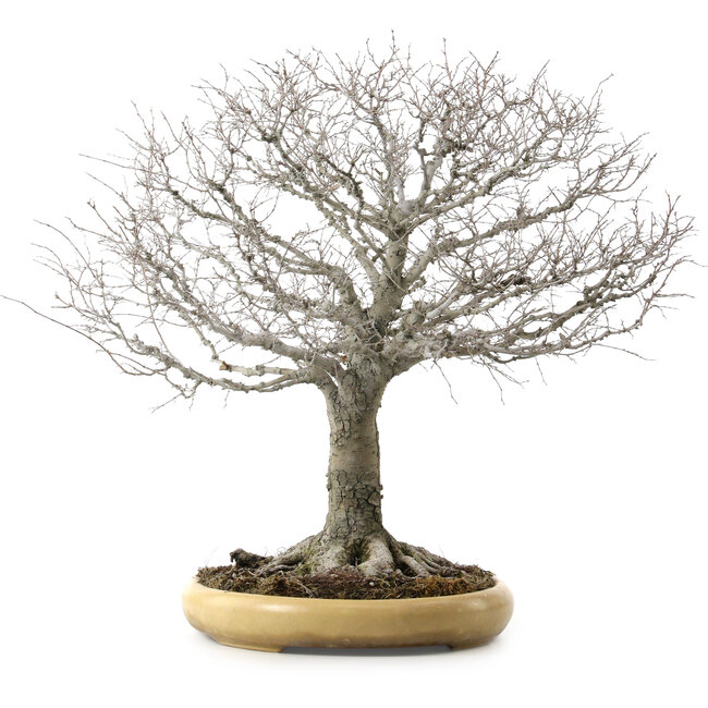 Zelkova serrata, 48 cm, ± 35 years old, with a nebari of 27 cm