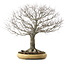 Zelkova serrata, 48 cm, ± 35 Jahre alt, mit einem Nebari von 27 cm