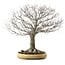Zelkova serrata, 48 cm, ± 35 years old, with a nebari of 27 cm