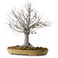 Zelkova serrata, 36 cm, ± 25 years old, with a nebari of 18 cm