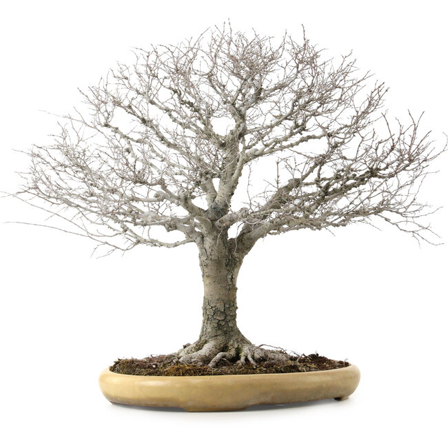 Zelkova serrata, 48 cm, ± 35 años, con un nebari de 27 cm