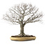 Zelkova serrata, 48 cm, ± 35 años, con un nebari de 27 cm