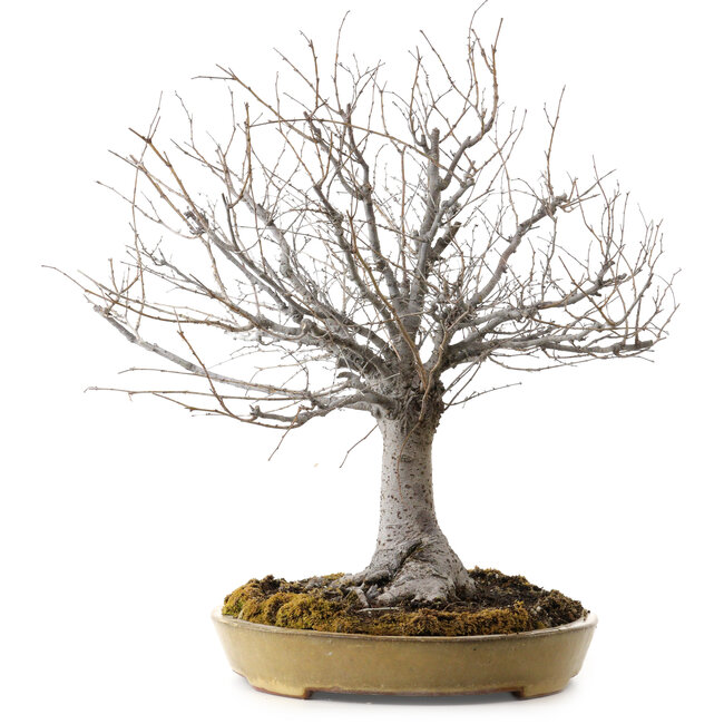 Zelkova serrata, 36 cm, ± 25 years old, with a nebari of 18 cm
