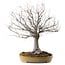 Zelkova serrata, 36 cm, ± 25 years old, with a nebari of 18 cm