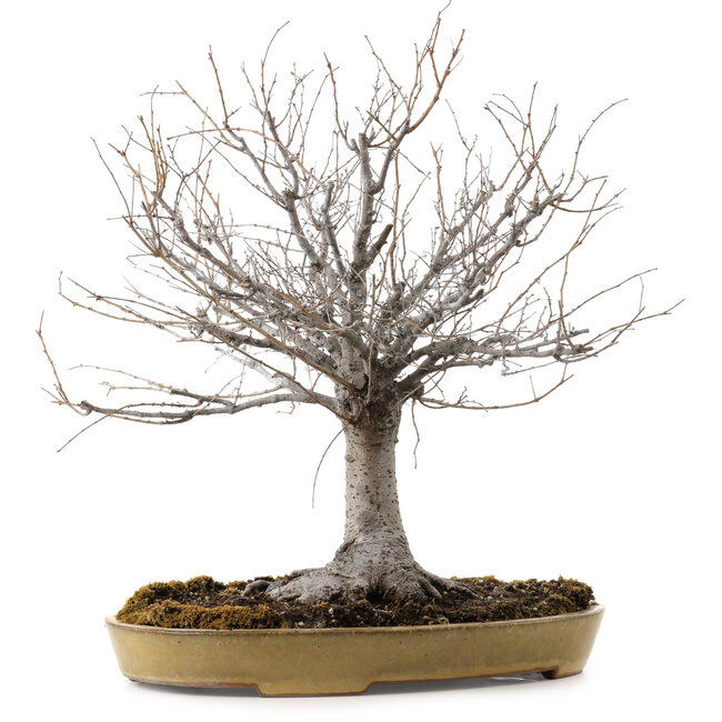 Zelkova serrata, 36 cm, ± 25 years old, with a nebari of 18 cm