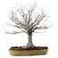 Zelkova serrata, 36 cm, ± 25 years old, with a nebari of 18 cm