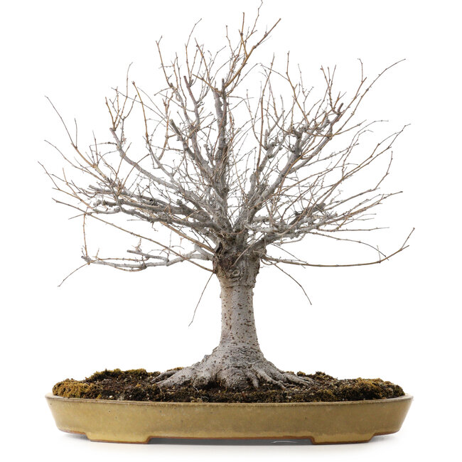 Zelkova serrata, 36 cm, ± 25 years old, with a nebari of 18 cm