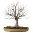 Zelkova serrata, 36 cm, ± 25 years old, with a nebari of 18 cm