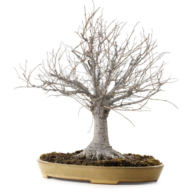 Zelkova serrata, 36 cm, ± 25 years old, with a nebari of 18 cm