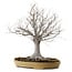 Zelkova serrata, 36 cm, ± 25 years old, with a nebari of 18 cm