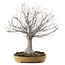 Zelkova serrata, 36 cm, ± 25 years old, with a nebari of 18 cm