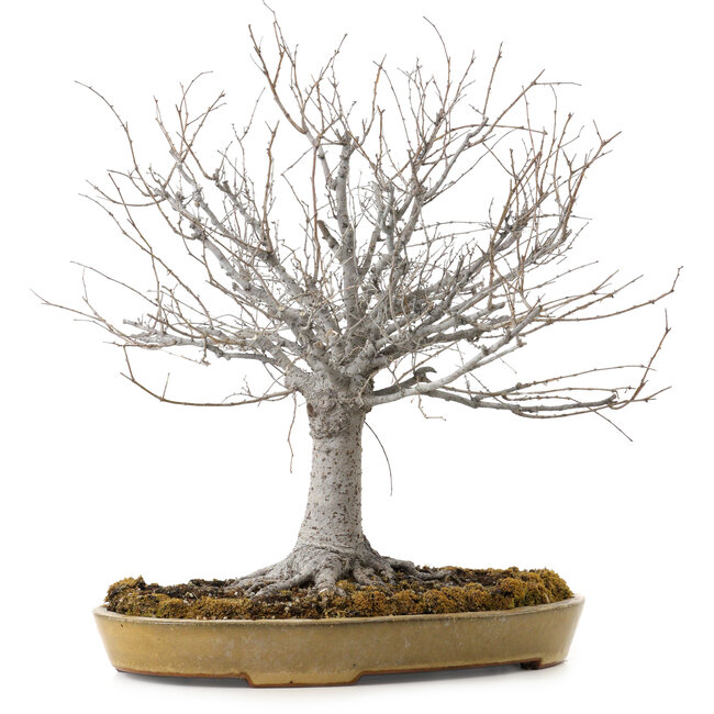 Zelkova serrata, 36 cm, ± 25 years old, with a nebari of 18 cm