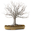 Zelkova serrata, 36 cm, ± 25 years old, with a nebari of 18 cm