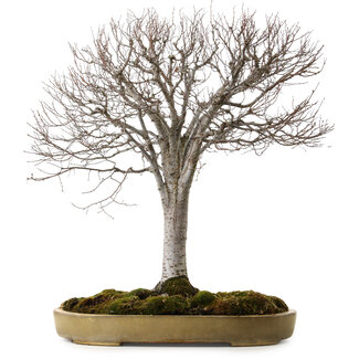 Zelkova serrata, 65 cm, ± 30 anni