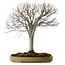 Zelkova serrata, 65 cm, ± 30 anni, con nebari di 24 cm