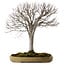 Zelkova serrata, 65 cm, ± 30 years old, with a nebari of 24 cm