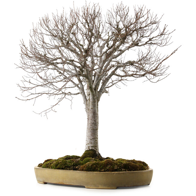 Zelkova serrata, 65 cm, ± 30 anni, con nebari di 24 cm