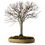 Zelkova serrata, 65 cm, ± 30 años, con un nebari de 24 cm