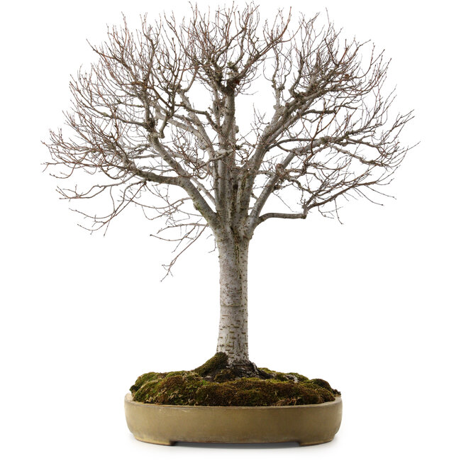 Zelkova serrata, 65 cm, ± 30 jaar oud, met een nebari van 24 cm