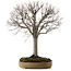 Zelkova serrata, 65 cm, ± 30 Jahre alt, mit einem Nebari von 24 cm