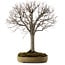 Zelkova serrata, 65 cm, ± 30 years old, with a nebari of 24 cm